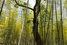 《峡谷情》之竹与树