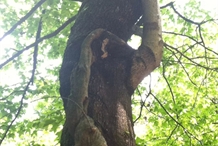 《峡谷情》之树与藤