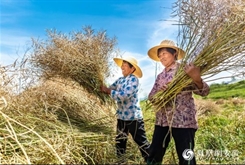 犁桥水镇|文化旅游融合发展助力乡村振兴