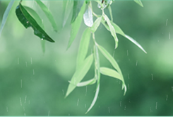 谷雨--醉美人间四月天